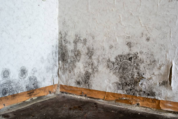 Best Affordable Mold Removal  in Victoria, KS